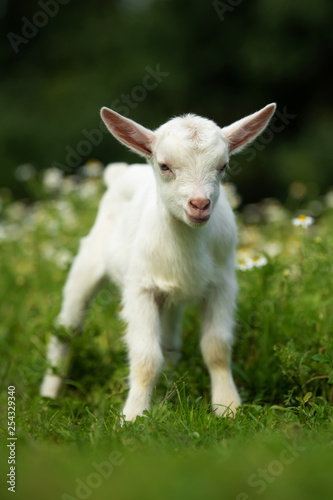 White baby goat standing on green grass