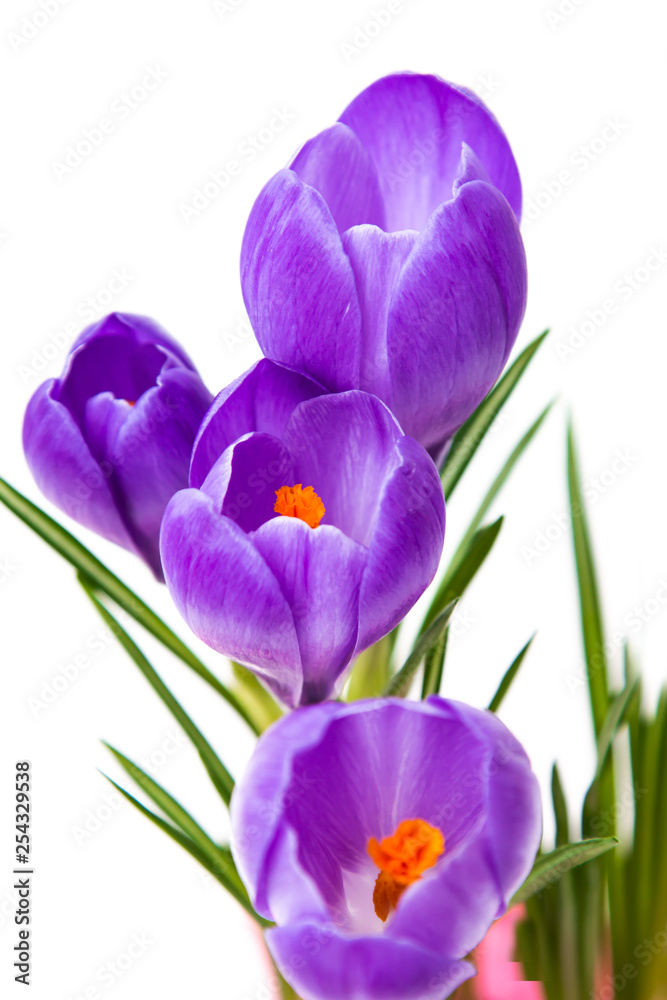Naklejka premium purple crocus flowers