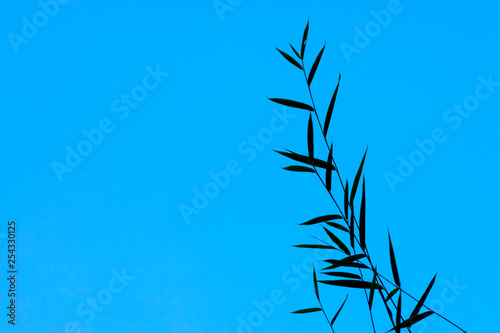 Silhouette bamboo leaves with blue sky background.