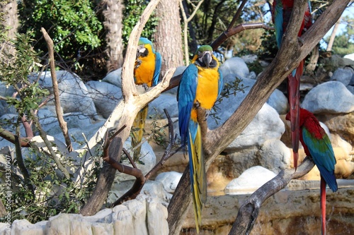 Perroquets multicolores