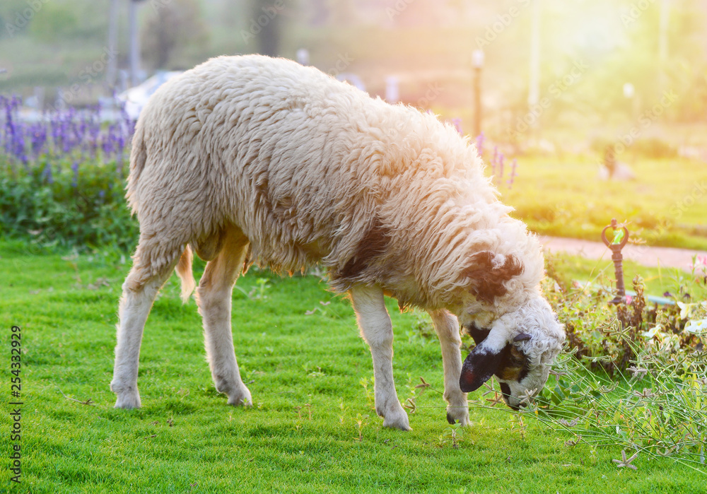Sheep grazing grass on green field in the sheep farm Sheep grazing grass on green field in the sheep farm