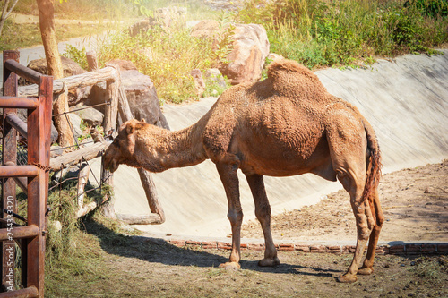 Brown camel standing eat graze in the farm