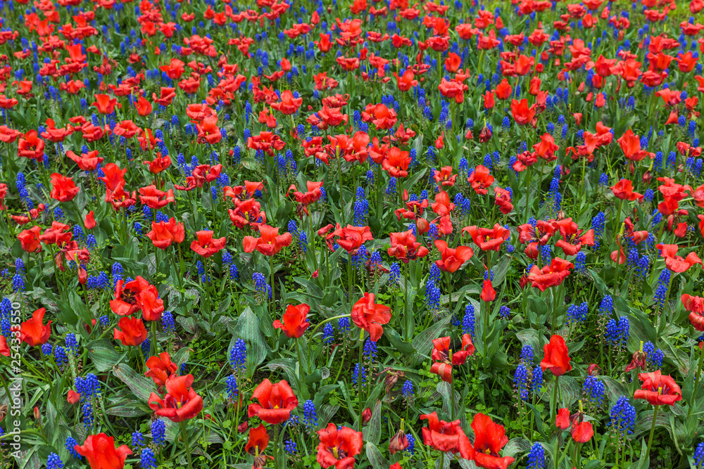 Multicolored flowers - nature background