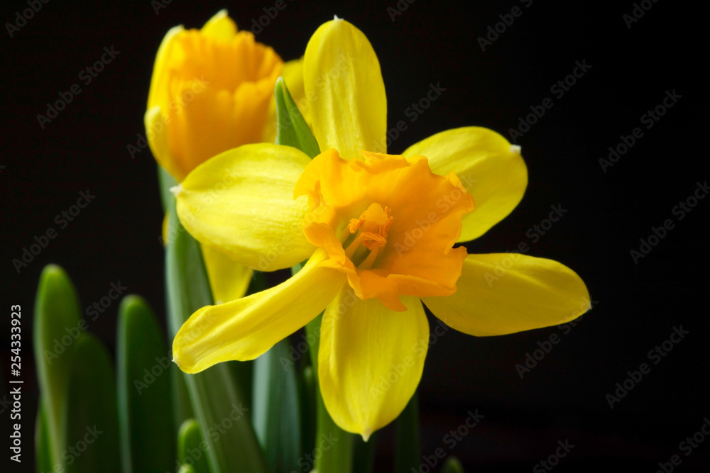 Yellow Daffodils on a dark background Yellow Daffodils on a dark background