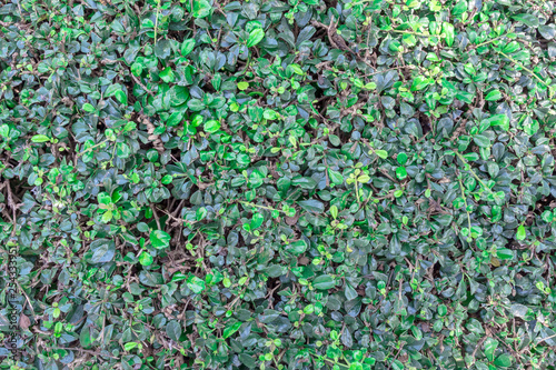 Close up of green leaf of the Hokkien tea tree texture