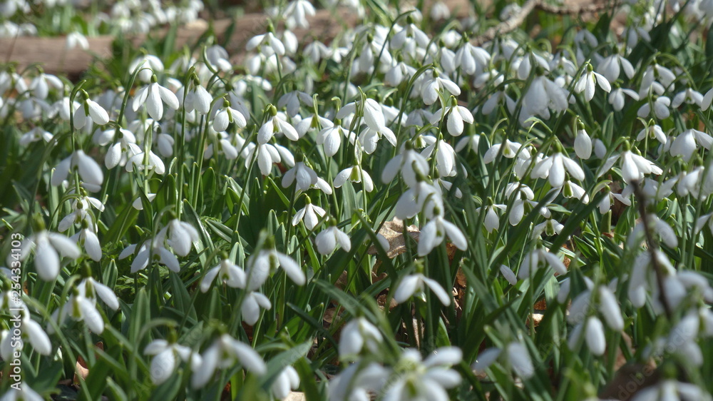 snowdrops.flower, nature, green, plant, spring, grass