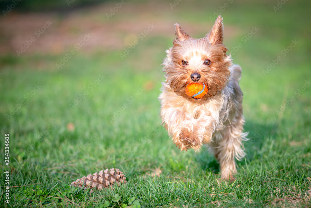 Yorkshire Terrier Puppy Playing Fetch in a Dog Park Using an Orange ...