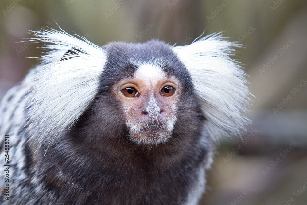 Portrait of a captive Marmoset. Portrait of a captive Marmoset.