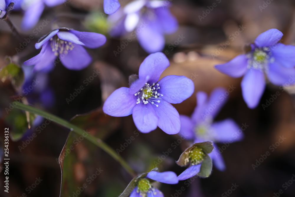 ANEMONE DEI BOSCHI ANEMONE DEI BOSCHI