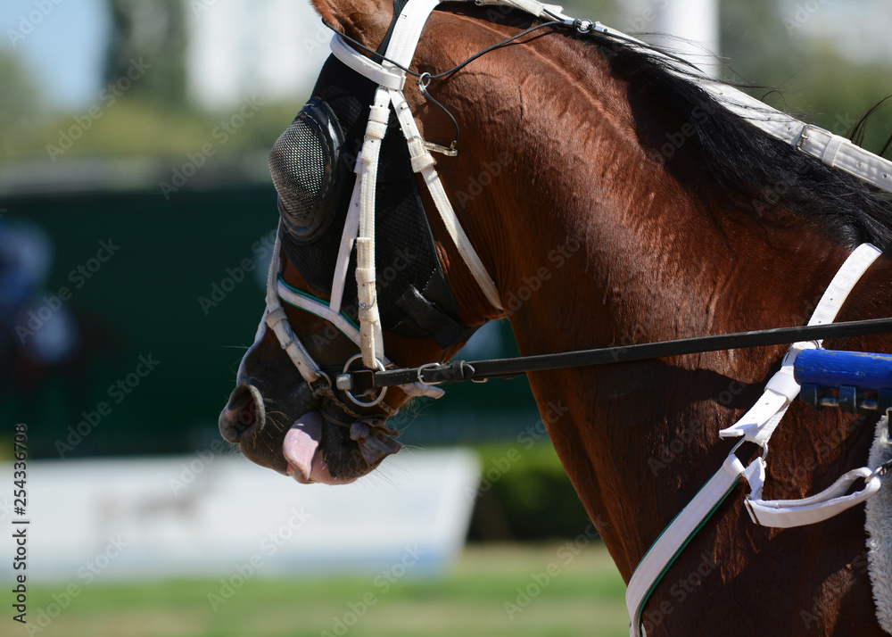 Potrait of a red horse trotter breed in motion on hippodrome.