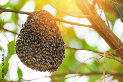 Swarm beehive Honeycomb on tree nature green background