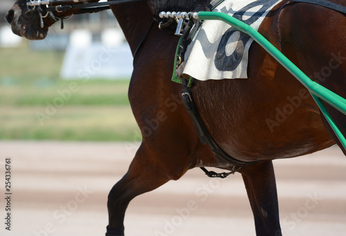 Obraz na płótnie Muscles on a horse trotter breed. Harness horse racing in details. w salonie