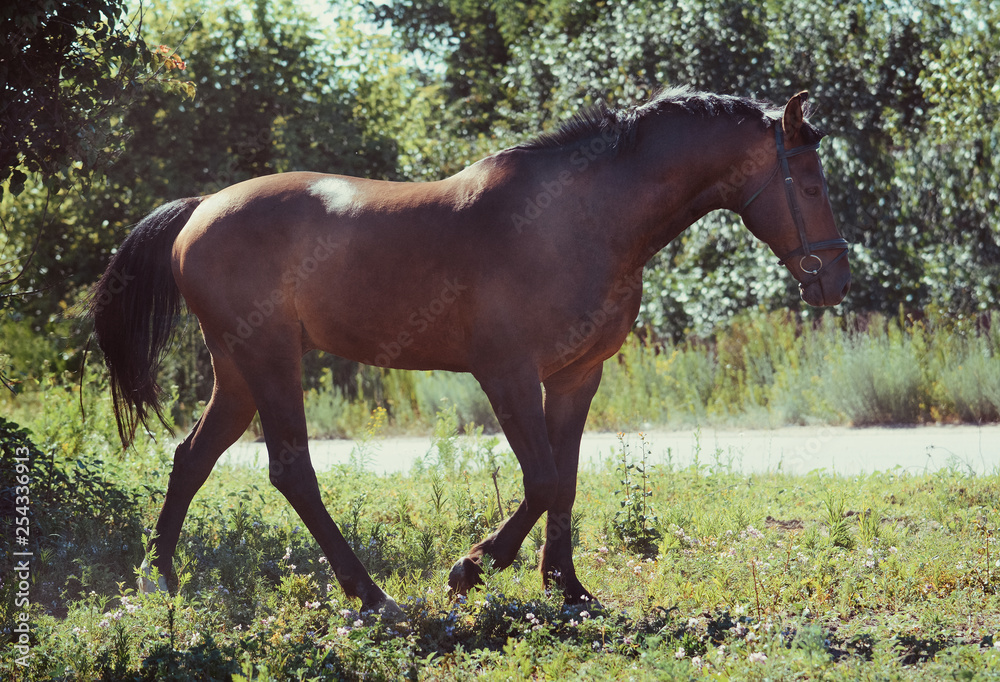 The bay sport horse goes step on freedom in summer