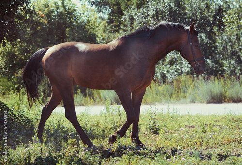 Obraz na płótnie The bay sport horse goes step on freedom in summer w salonie