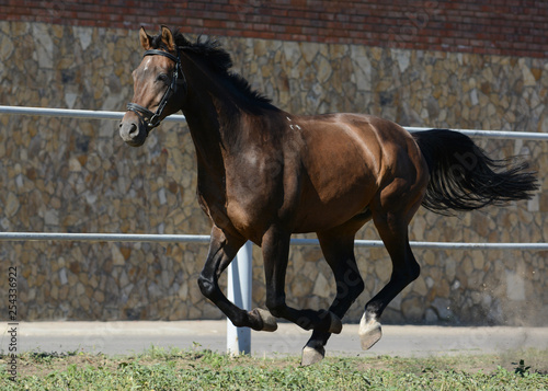 Fototapeta Naklejka Na Ścianę i Meble -  The bay sport horse runs gallop on freedom in summer