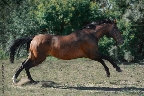 The brown trakehner sport horse free jumps on freedom in summer