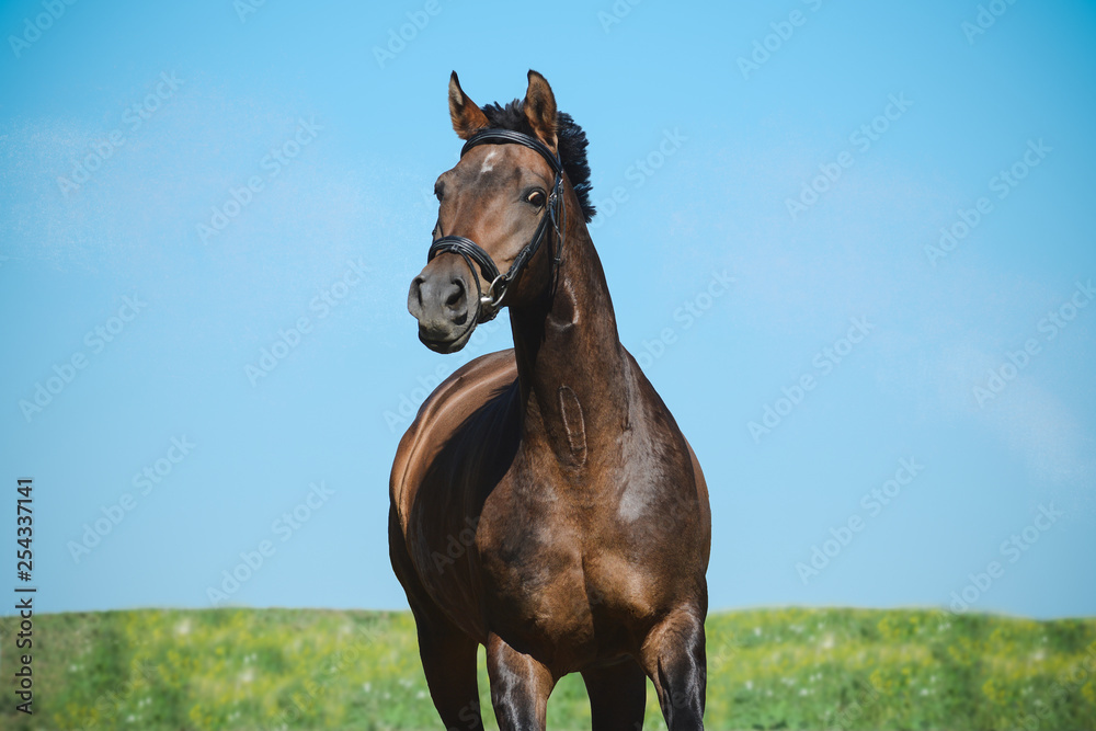 Portrait of a beautiful brown sport horse on freedom in motion on sky background. Front view
