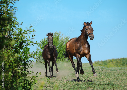 Obraz na płótnie Two sport horses runs gallop on freedom in summer w salonie