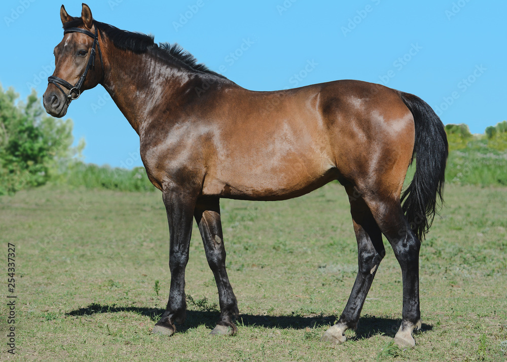 The bay trakehner sport horse stand on green and sky background. side view The bay trakehner sport horse stand on green and sky background. side view