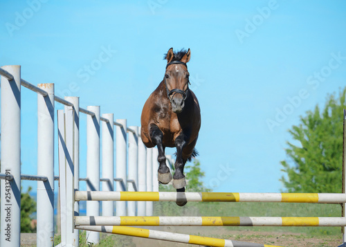 The bay trakehner sport horse free jumps over a hurdle on sky background. Front view