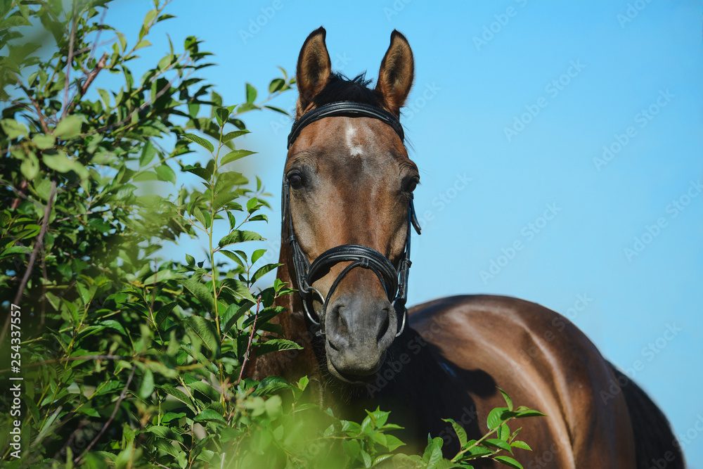Portrait of a bay sport horse on sky background in green bush