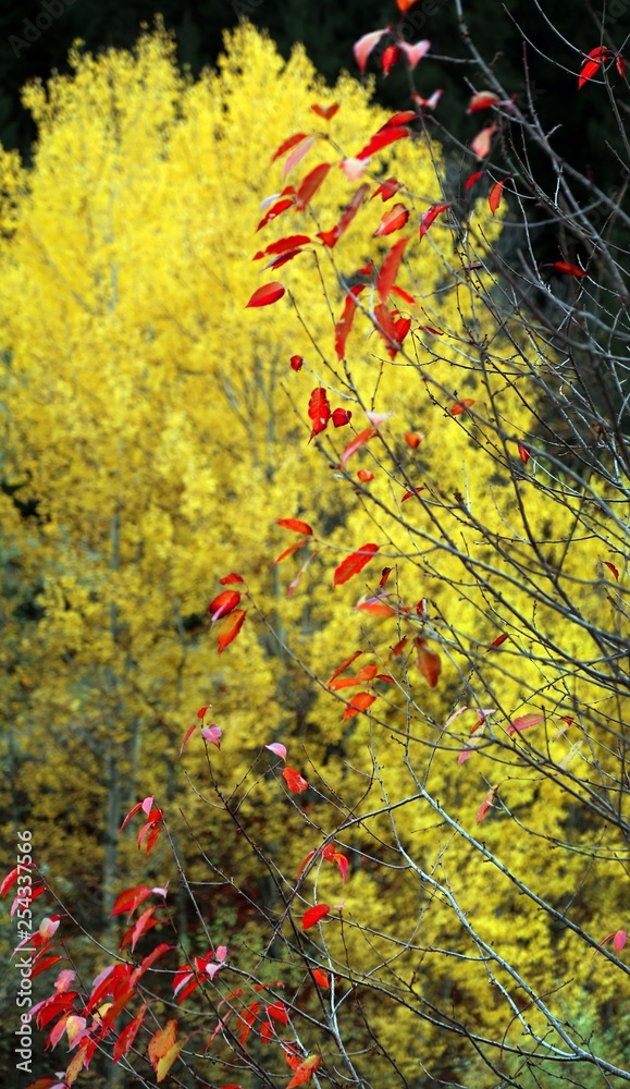 Autumn forest and village photos.savsat/artvin turkey Autumn forest and village photos.savsat/artvin turkey