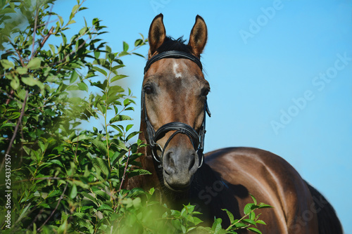 Obraz na płótnie Portrait of a bay sport horse on sky background in green bush w salonie