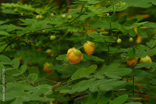 nice spring yellow blossom shrub