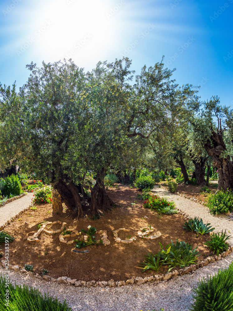 Millennial olives grow under the autumn sun