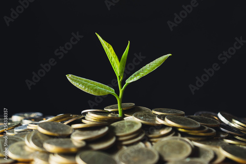 Coins with plant on top put on table concept on dark background.