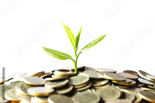 Coins with plant on top put on table concept on white background.
