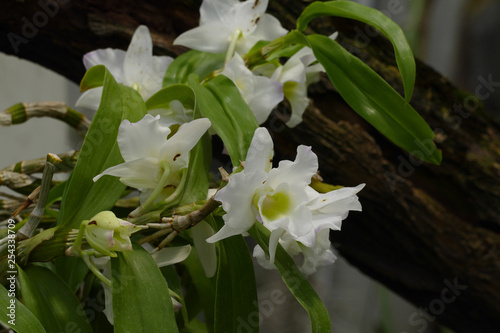 nice colorfull orchidea floret with leaf photo