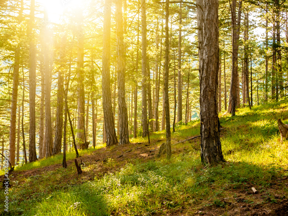 sunlight beams go through summer forest sunlight beams go through summer forest
