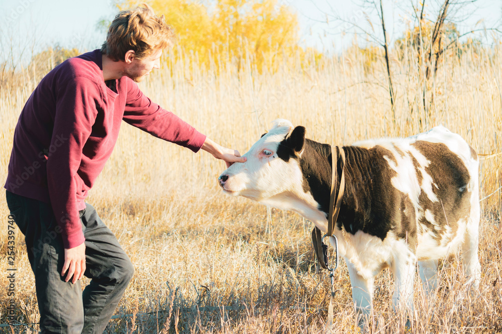 young boy playing with cow in the field