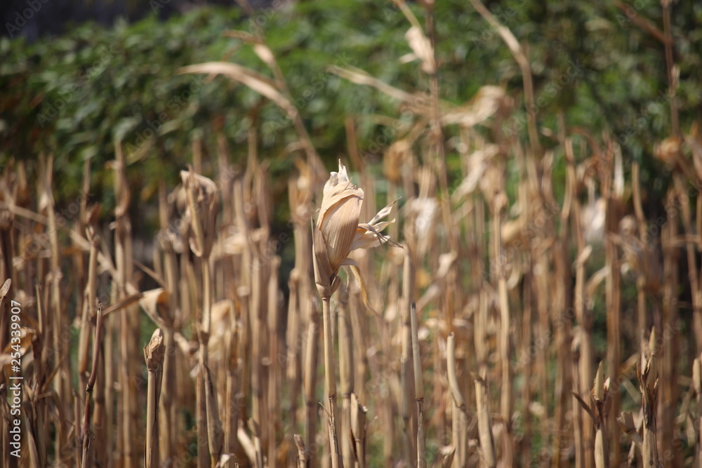 Fototapeta premium harvesting corn crops in the countryside