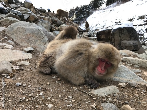 Japanese snow monkey