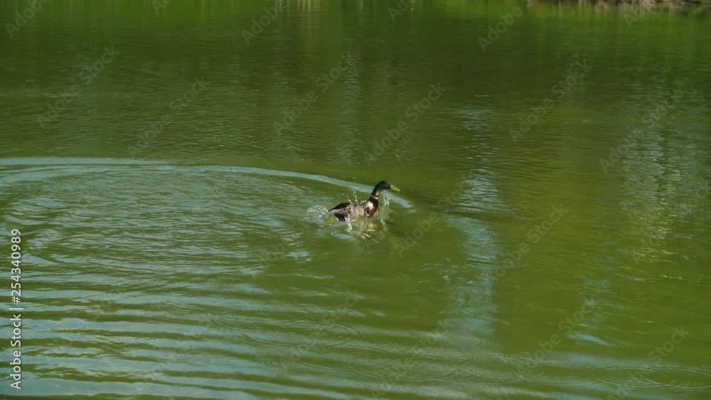 Duck takes off from the water in slow motion Duck takes off from the water in slow motion