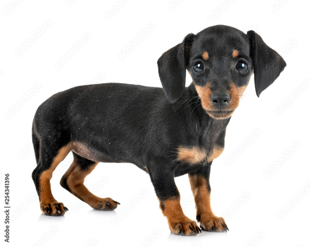 puppy miniature dachshund puppy miniature dachshund
