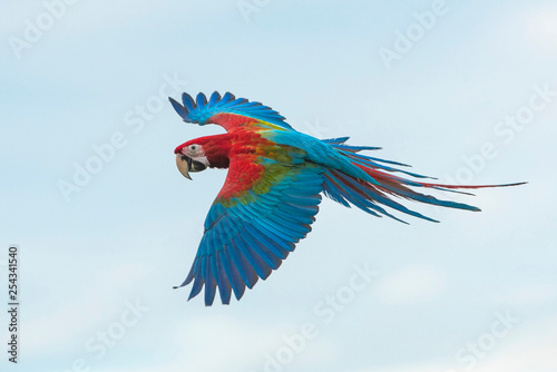 Closeup green winged macaw flying photo