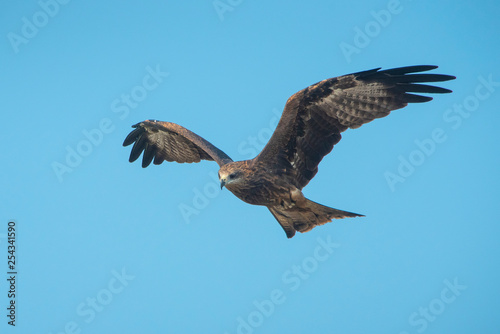  Black kite or Pariah kite flying on blue sky © chamnan phanthong
