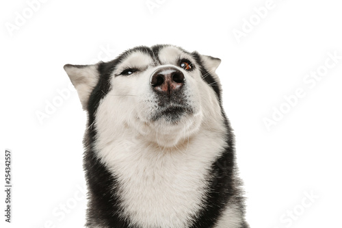 Adorable husky dog on white background photo