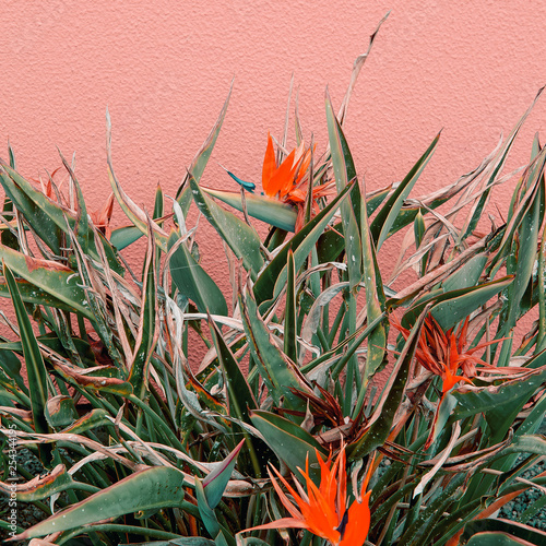 Foto Plants on pink creative concept