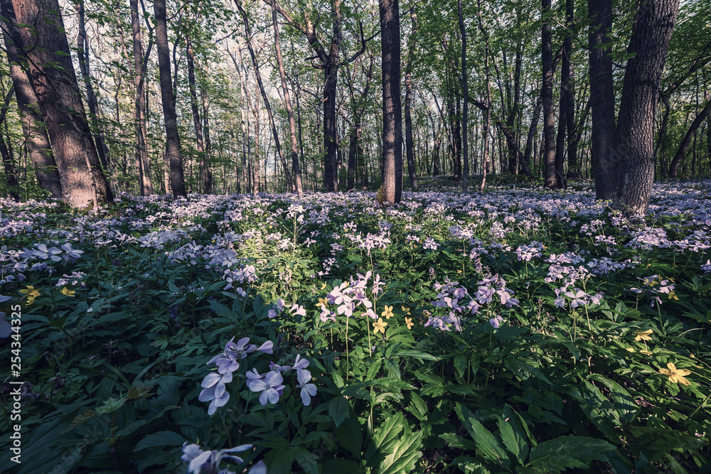 Wild flowers in wood Wild flowers in wood