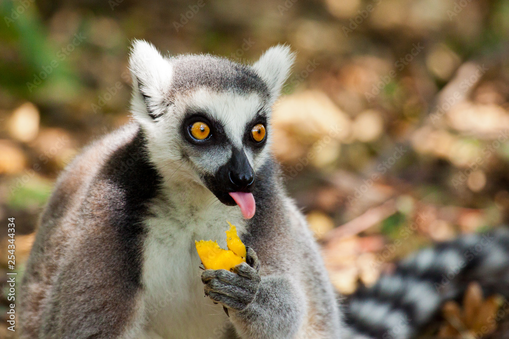 Fototapeta premium Katta (Lemur catta)