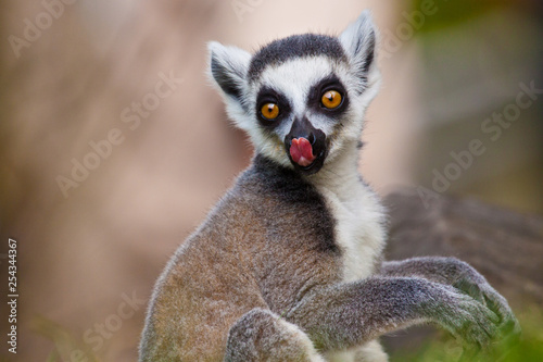 Photography Katta (Lemur catta)