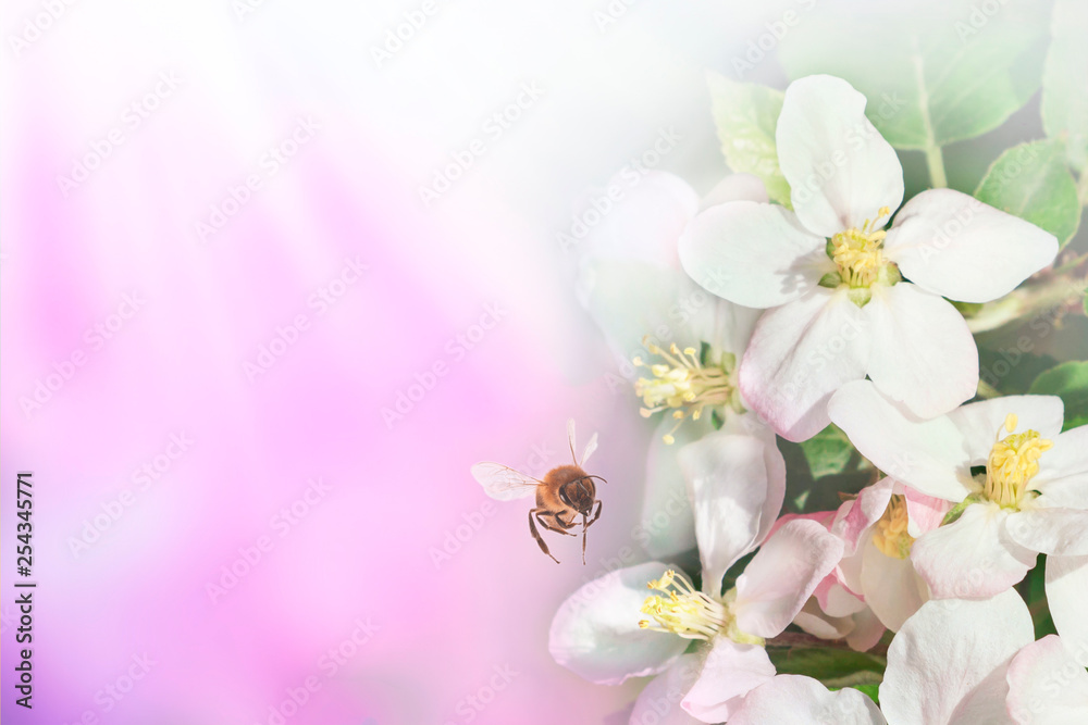 Beautiful bee and branch of blossoming apple in spring at Sunrise on blue and pink background macro. Amazing elegant artistic image nature in spring, flower and bee. Space for text