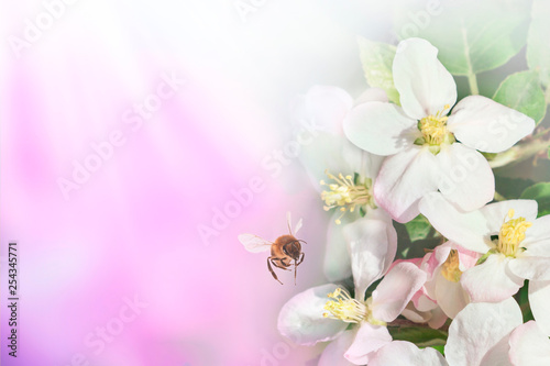 Beautiful bee and branch of blossoming apple in spring at Sunrise on blue and pink background macro. Amazing elegant artistic image nature in spring  flower and bee. Space for text