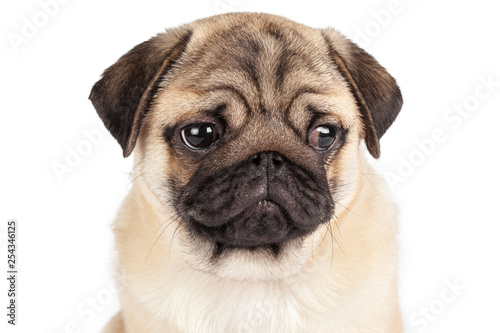 Pug dog isolated on a white background © NewFabrika