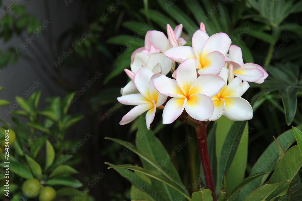 Dans un marché aux fleurs (Bangkok - Thaïlande) Dans un marché aux fleurs (Bangkok - Thaïlande)
