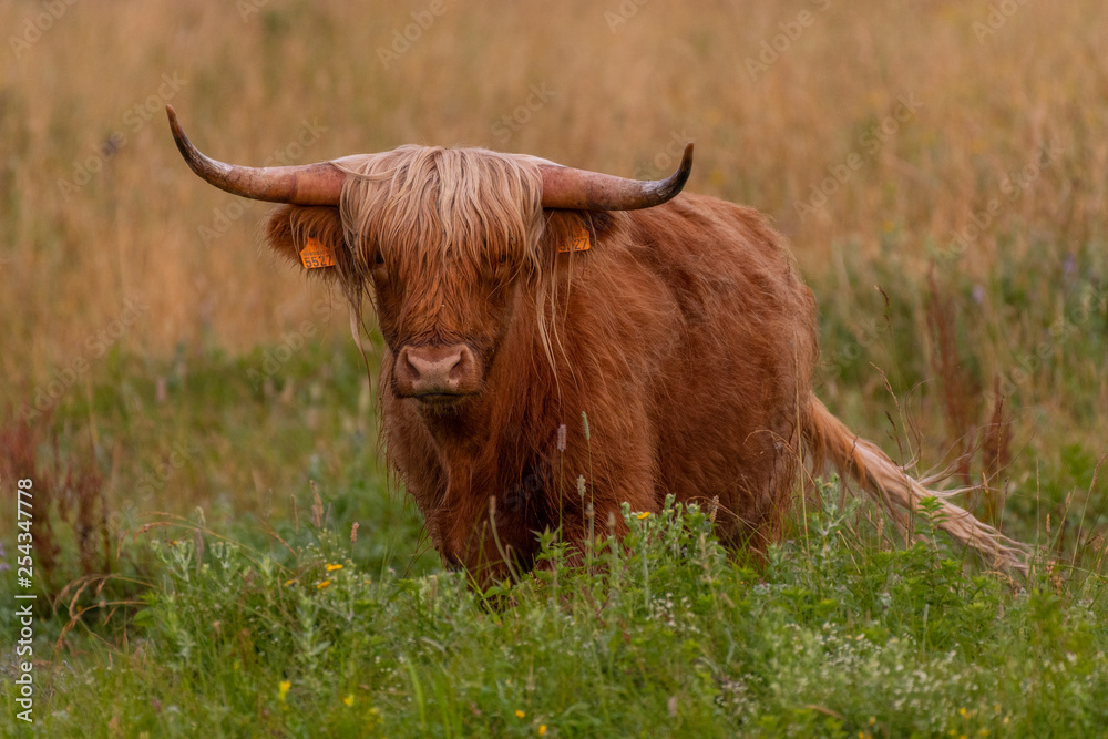 Vaches écossaises Highland Cattle Vaches écossaises Highland Cattle